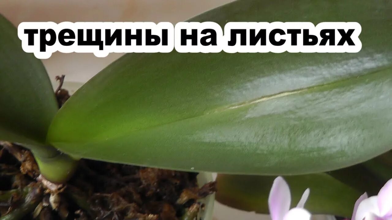 Почему листья орхидеи трескаются. Трещины на листьях орхидеи. листья орхидеи потрескались. треснул лист у орхидеи. лопнул лист фаленопсиса.
