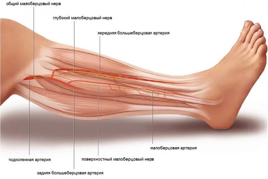 Большеберцовая нейропатия. Поверхностный малоберцовый нерв. Поверхностный малоберцовый нерв иннервирует. Неврит малоберцового нерва анатомия. Общий малоберцовый нерв ветви.