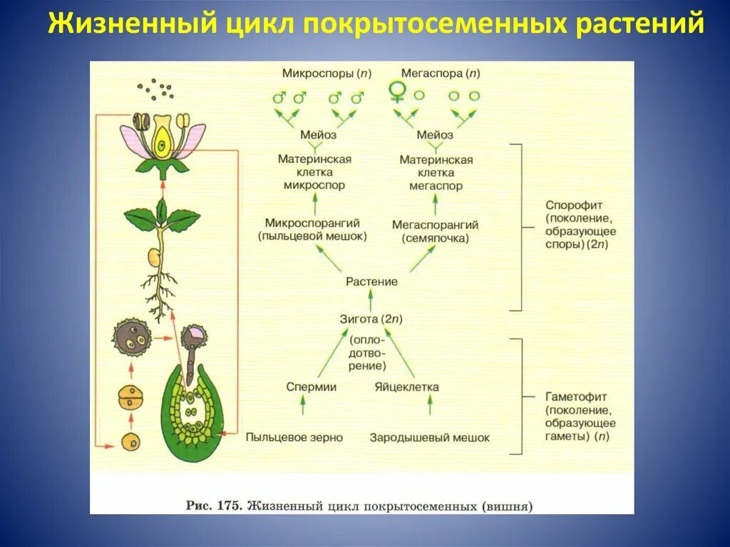 Пример размножения у цветковых растений. Цикл развития покрытосеменных схема. Жизненный цикл покрытосеменных схема. Схема развития покрытосеменных растений. Жизненный цикл покрытосеменных растений схема.