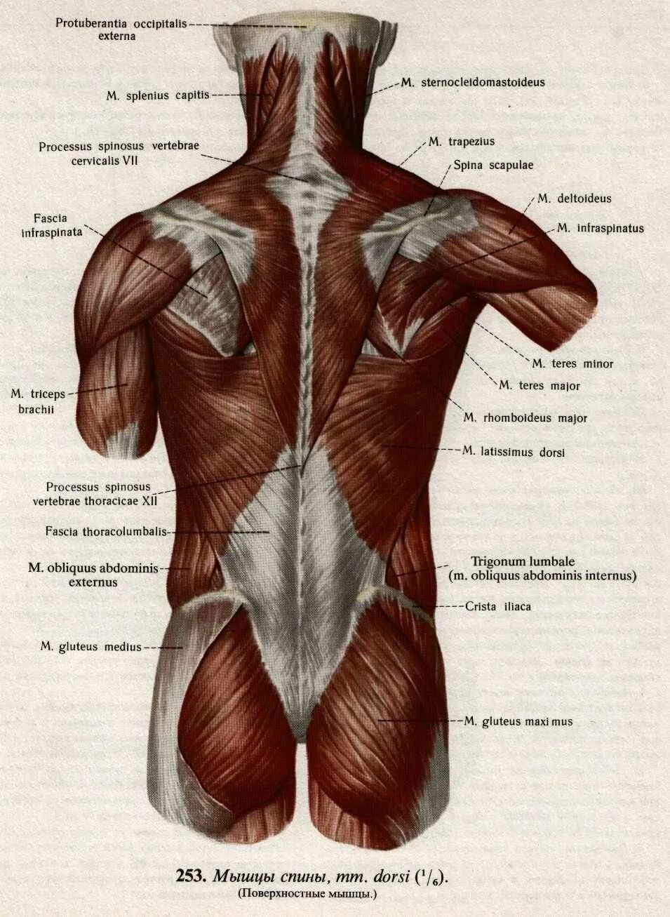 Атлас Синельников мышцы спины. Анатомия спины человека мышцы и связки.