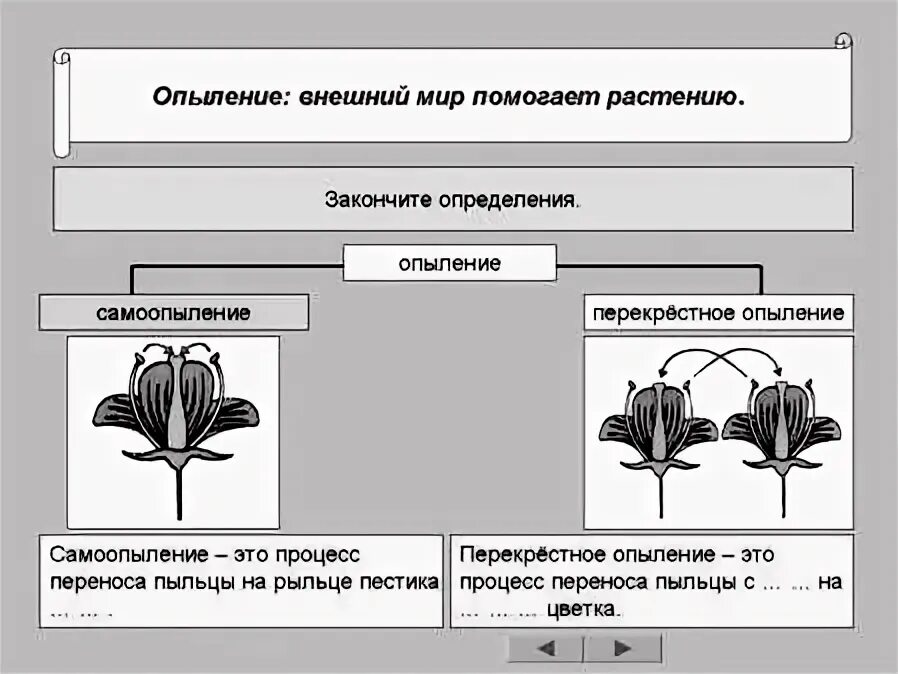 Таблица опыление растений. Перекрестное опыление ветром. Схема типы опыления растений. Перекрестное опыление растений. К какому классу относится растение схема