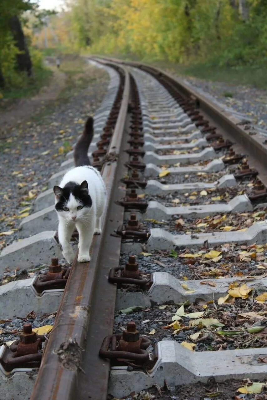 Коты на железной дороге. Кошка на рельсах. Кот идет по рельсам. Рельсы.