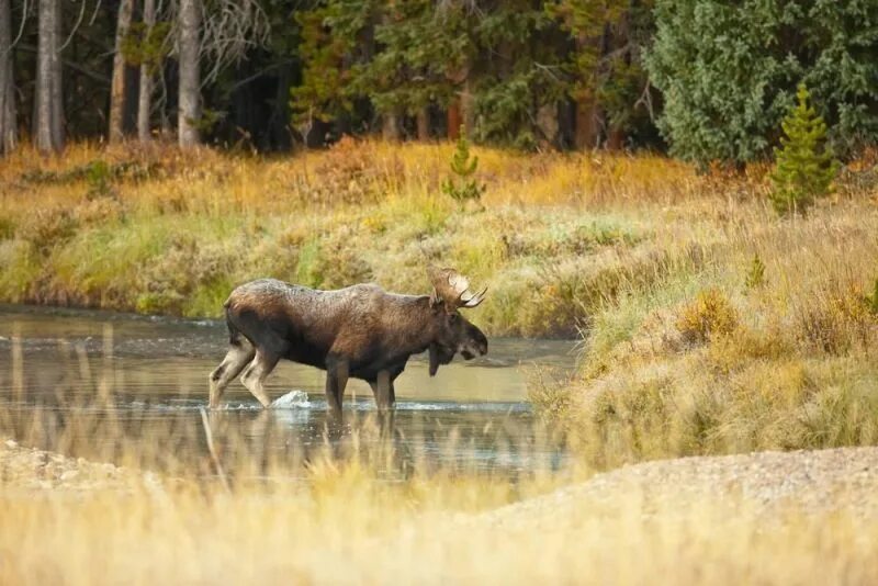уссурийский лось. лось по болотам. лось дальневосточный. лось идет. олень в прыжке.