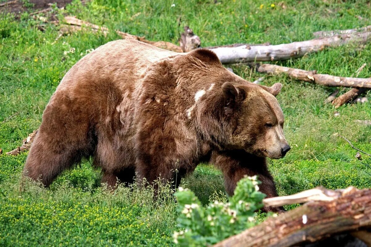 На каких обитают медведи гризли. Сибирский бурый медведь. Гризли североамериканский бурый медведь. Бурый медведь (Ursus arctos).  Ursus arctos collaris — Сибирский бурый медведь.
