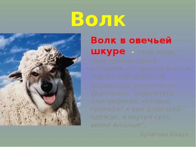 Волк в овечьей шкуре. Волк в овечьей шкуре значение фразеологизма. Волк овечьей в овечьей шкуре. В овечьей шкуре фразеологизм.