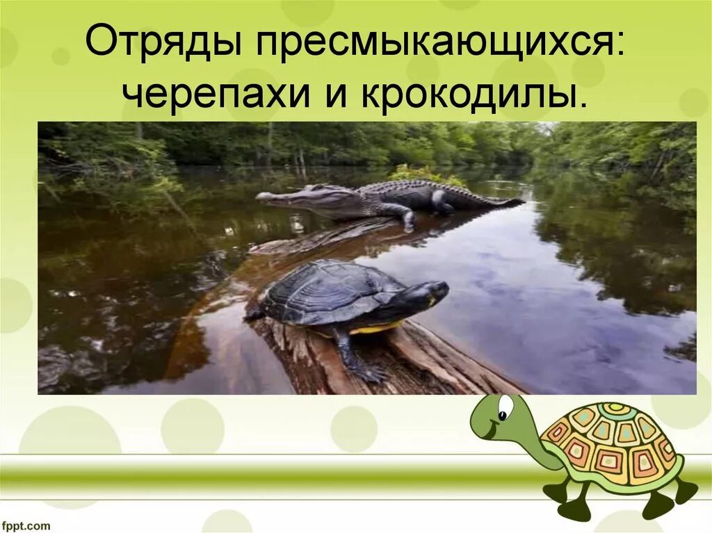 Отряды пресмыкающихся черепахи. Отряд крокодилы. Отряды черепахи и крокодилы. Пресмыкающиеся отряд крокодилы. Отряд черепахи.