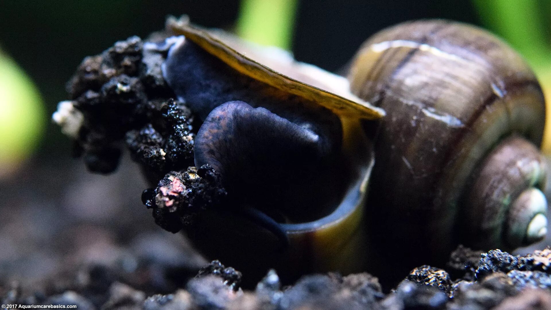 Black Mystery Snail. Черная Мистерия (Black Mystery Snail). Улитка Спикси. Ампулярия черная Мистерия. Как умирают от улиток