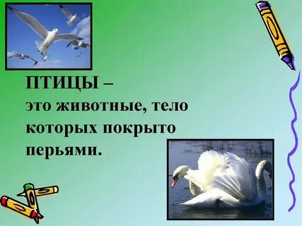 Кожа птиц выберите ответ