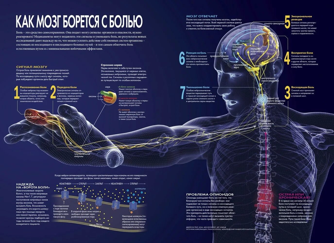 Передают сигналы в организме. Мозговые сигналы. Нейроны передают сигналы в мозг. Болевые сигналы мозга. Боль инфографика.
