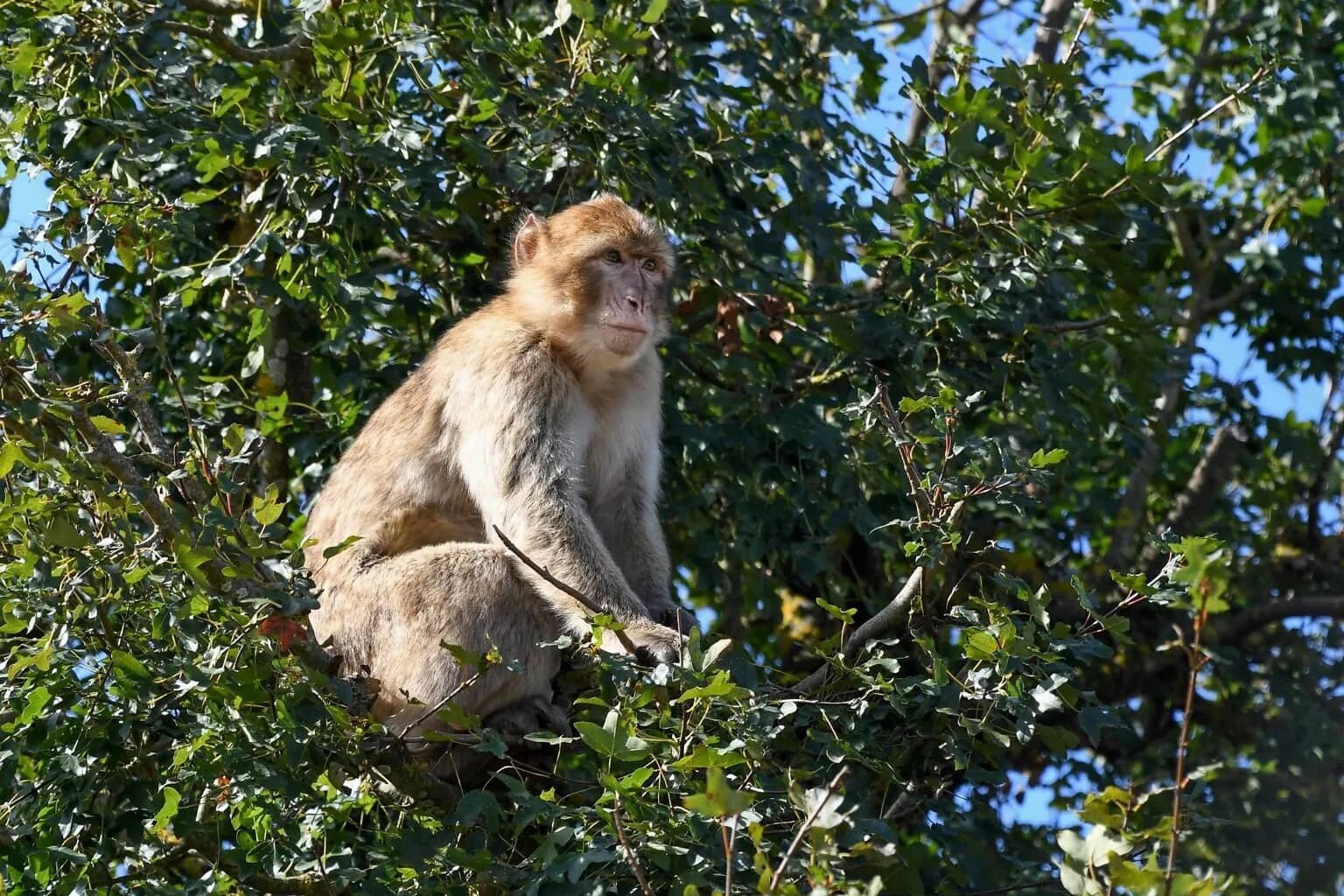 Дерево приматов. Тонкинский лангур вьетнам. Обезьяна на ветке. Обезьяна на ветке. Бебра животное на дереве.