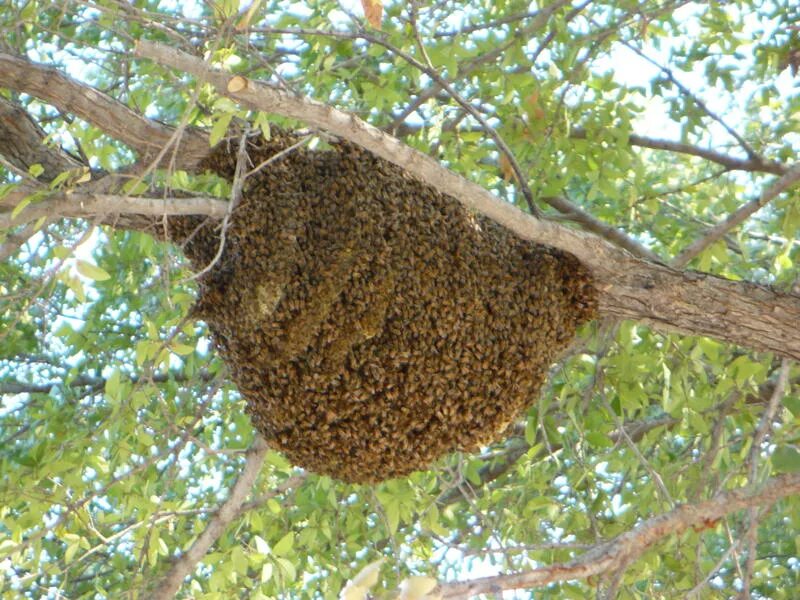 Хвойным пчел. Гнездо пчел. Гнездо медоносных пчел. Рой диких пчел. Пчелиный Рой осиный Рой.