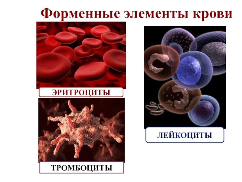 Тромбоциты форменные элементы крови внутренняя среда. Форменные элементы крови эритроциты лейкоциты тромбоциты. Форменные элементы крови картинки в цвете. Тромбоциты фото для презентации. Элементы крови способные к фагоцитозу