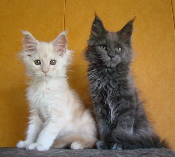 Мейкун 2 месяца как выглядят котята Королевские котята купить в Нижнем Новгороде, цена 10 000 руб., продано 7 апре