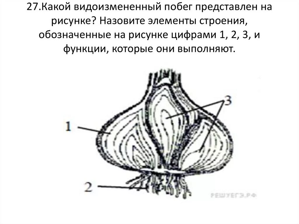 Какой орган изображен на рисунке. Луковица элементы строения и их функции. Видоизмененные побеги с обозначениями. Какой видоизмененный побег представлен на рисунке. Какой видоизмененный побег представлен на рисунке назовите элементы.