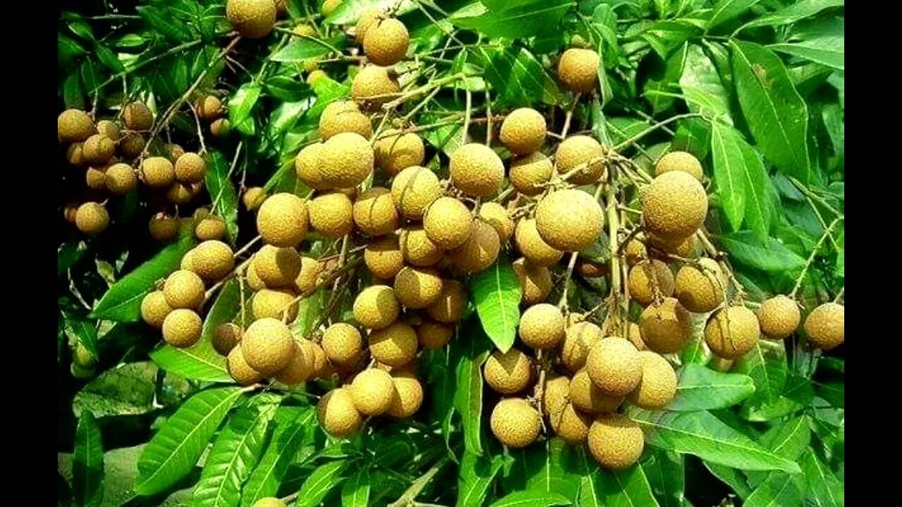 Мари лонган шейх жестокая сказка. Лонган. лонган (лам яй). лонган дерево. лонган китайский.