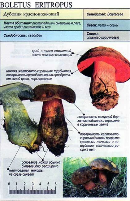 Дубовик крапчатый гриб фото и описание