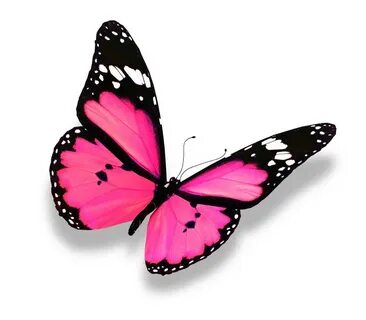 Papillon rose