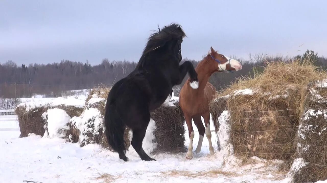 Лошадки клип