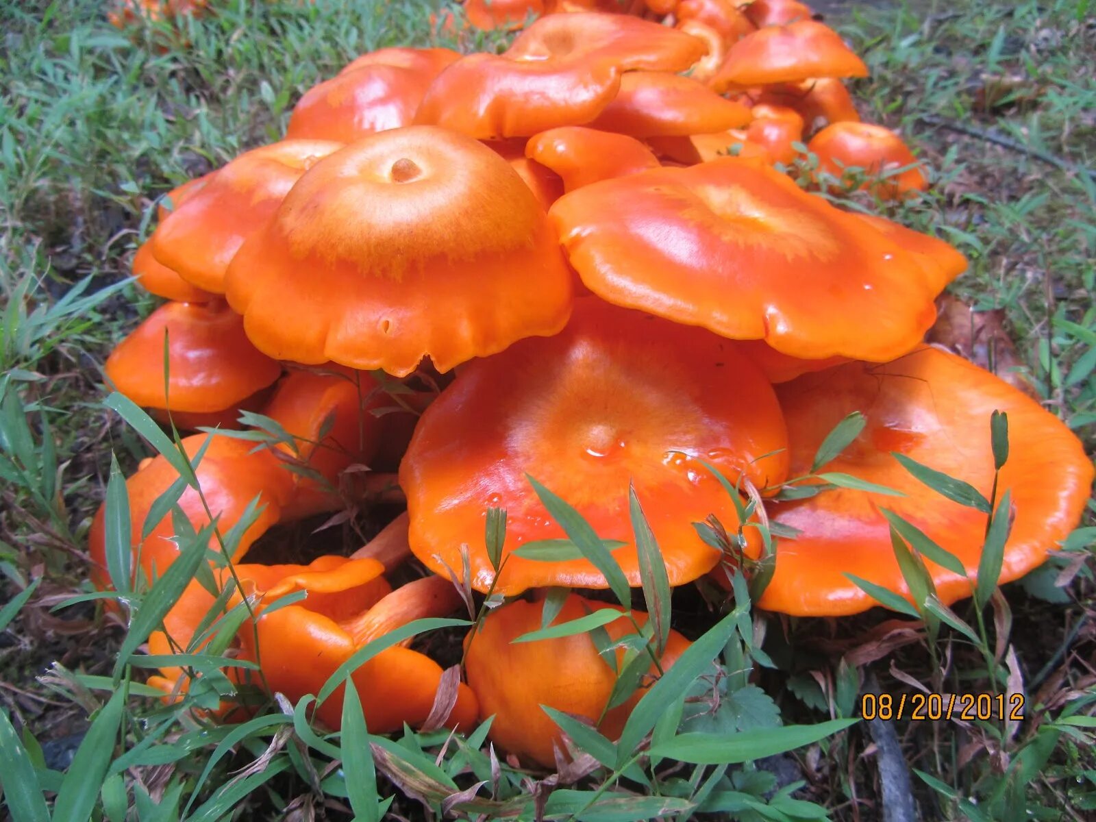 ☆ Forrest H. Dutlinger Natural Area -Revisited- (17) Orange mushroom (possibly A