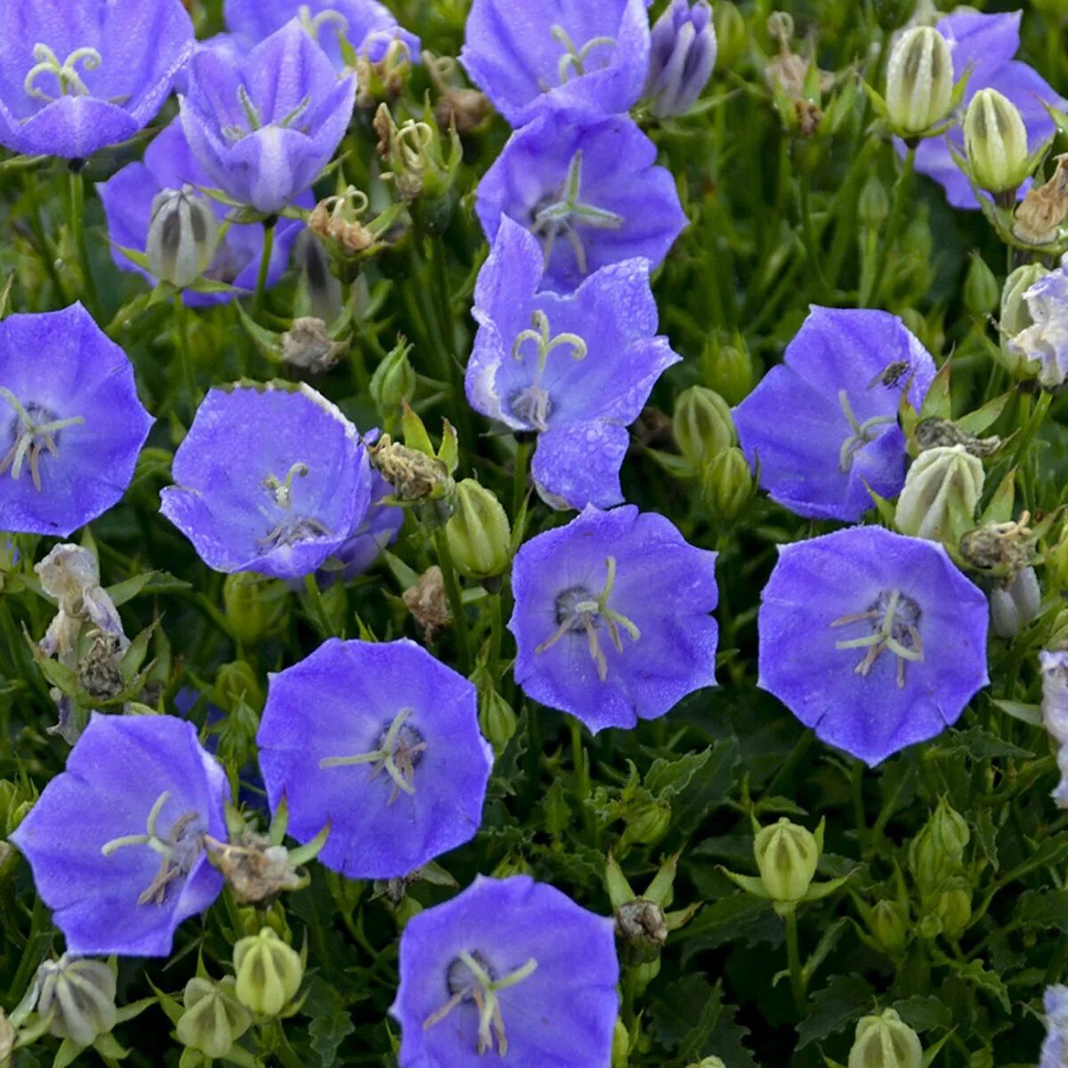 Колокольчик Карпатский (Campanula Carpatica). Колокольчик Карпатский Блю. Колокольчик Карпатский Эльф. Колокольчик Карпатский Блю клипс. Колокольчик блю