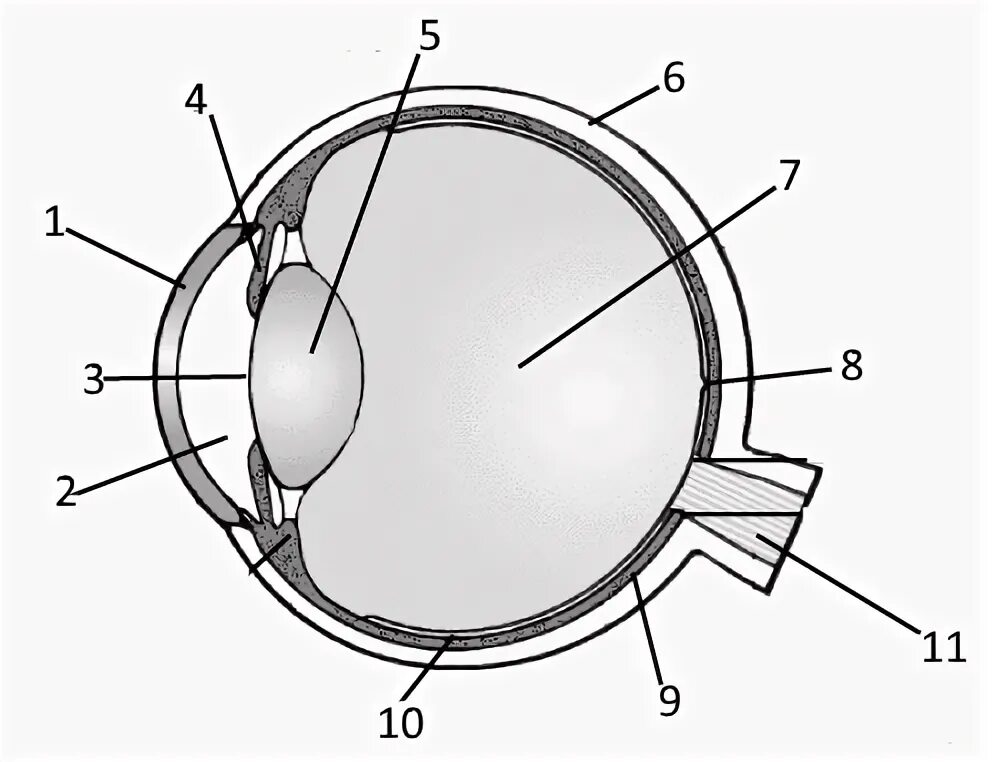На рисунке изображено строение глаза выберите две