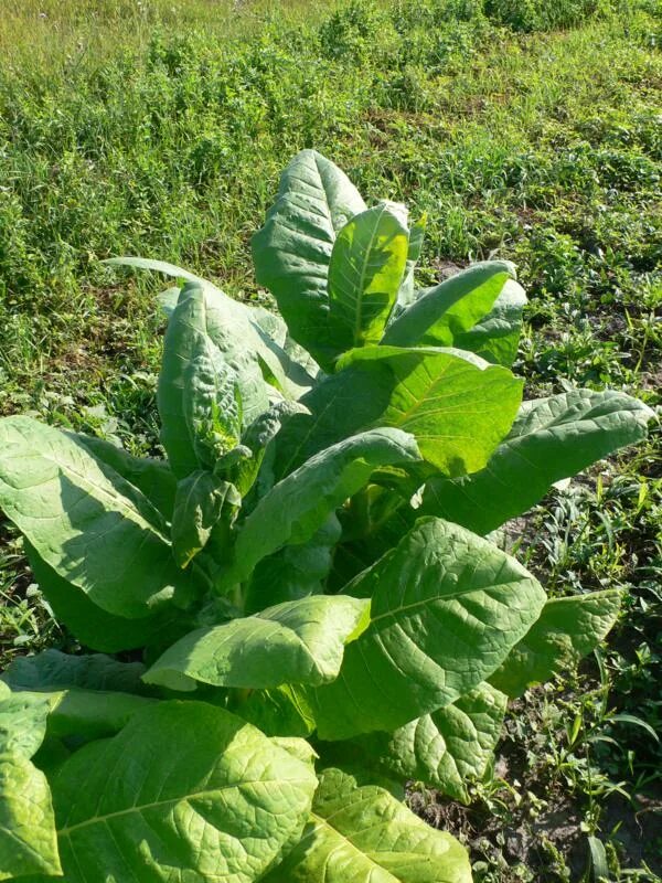 Табак гавана гавриш. Табак растущий в огороде. Табаковода семена сорт. Сорт табака ege. Табак берли.