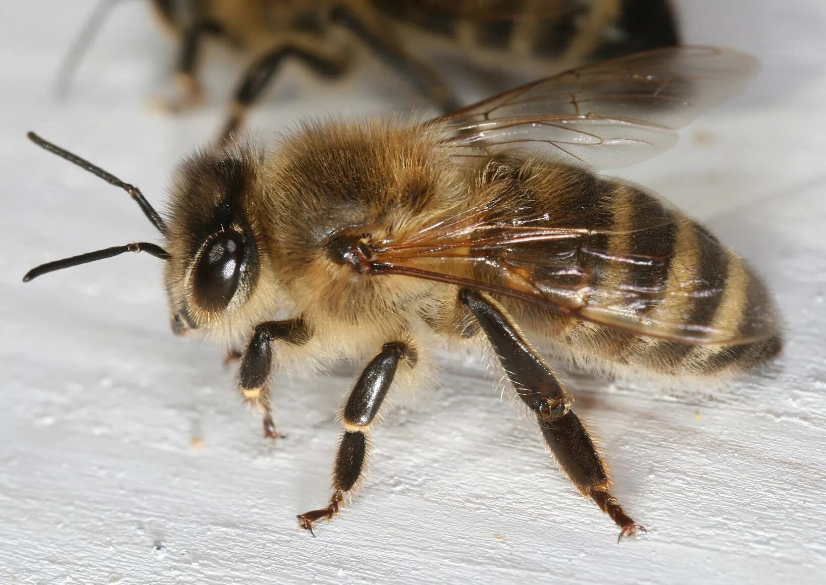 Краинка пчела. Карника порода пчел. Среднерусская медоносная пчела. Краинская порода пчел.