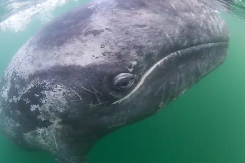Partner whale