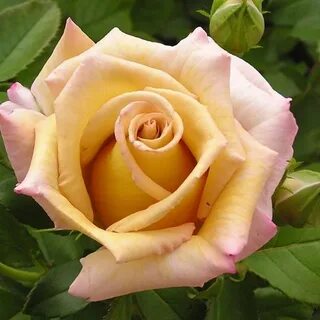 Un rose