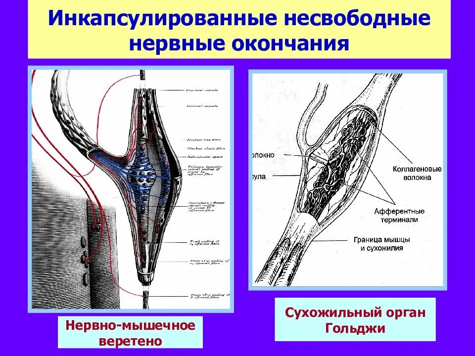 Нервные окончания функции. Нервно сухожильные веретена гистология. Нервно мышечное Веретено гистология. Сухожильный орган Гольджи (нервно-сухожильное Веретено). Инкапсулированное мышечное Веретено.