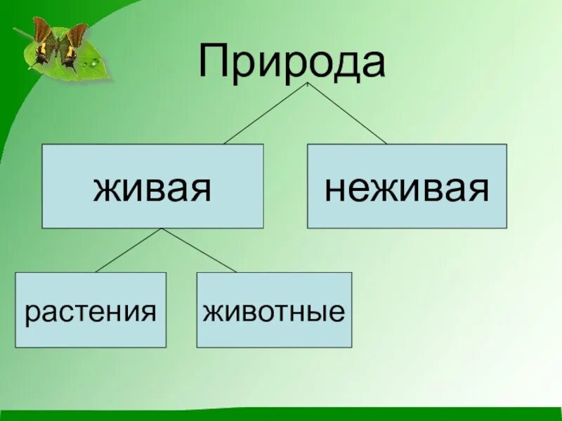 Живая неживая растения … Животные … … …. Растения это Живая или неживая природа. Что такое Живая природа кратко. Растения это неживая природа.