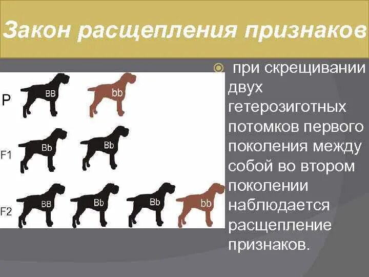 Расщепление признаков у потомков. Схемы скрещивания собак. закон расщепления. расщепление 3 к 1 наблюдается при скрещивании. закон расщепления признаков.