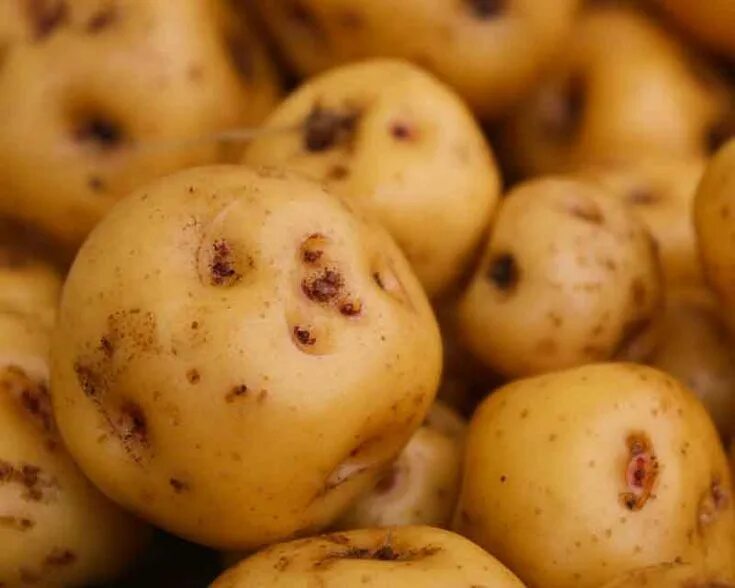 Potato papa. Картофель картинка для детей. Картофельный папа пенза. Картошка не белом фоне. Картофельный папа блюдо.