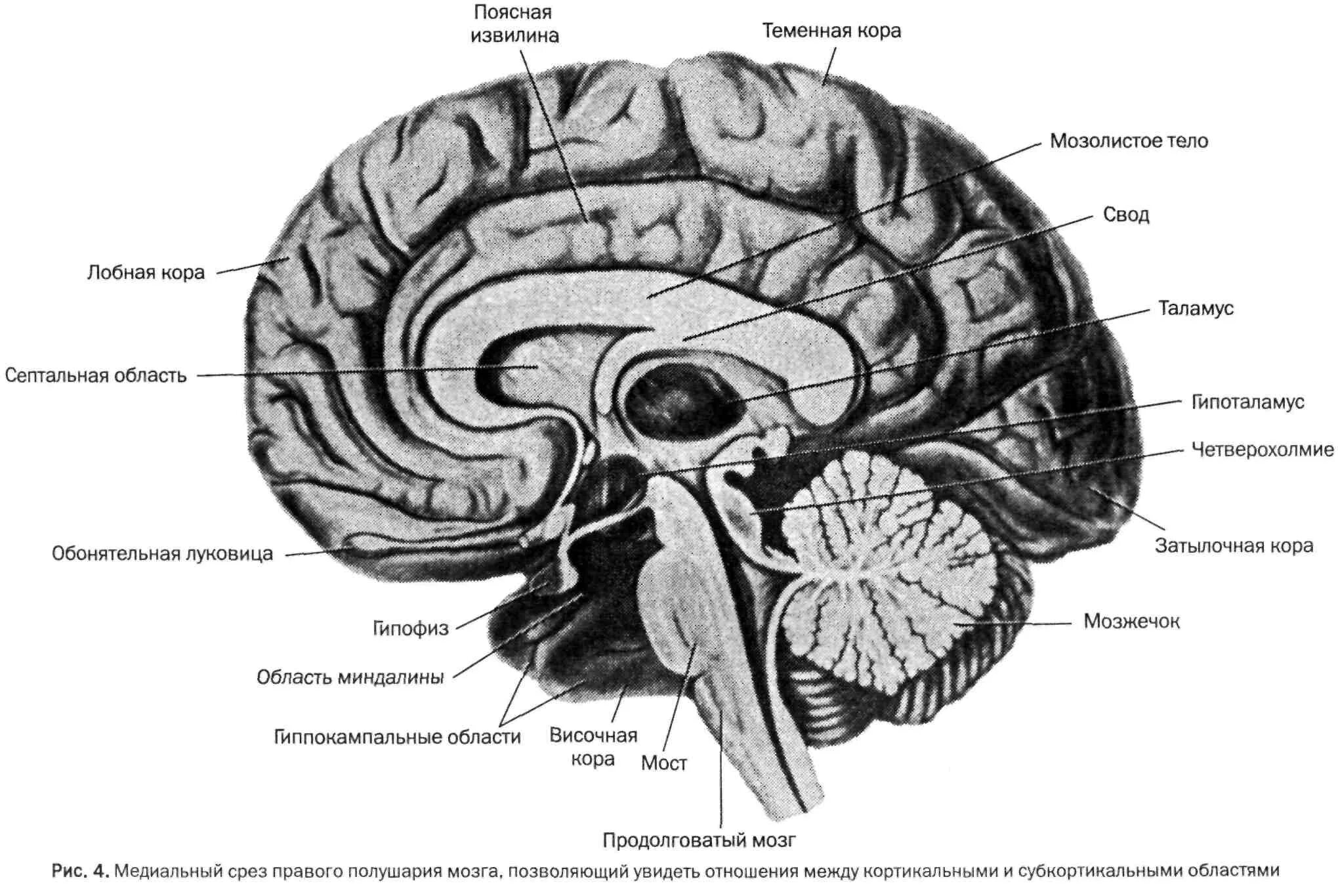 Складчатая поверхность головного мозга. Сагитальный разрез головного мозга. Сагиттальный разрез головного мозга (медиальная поверхность). Отделы головного мозга на сагиттальном срезе.