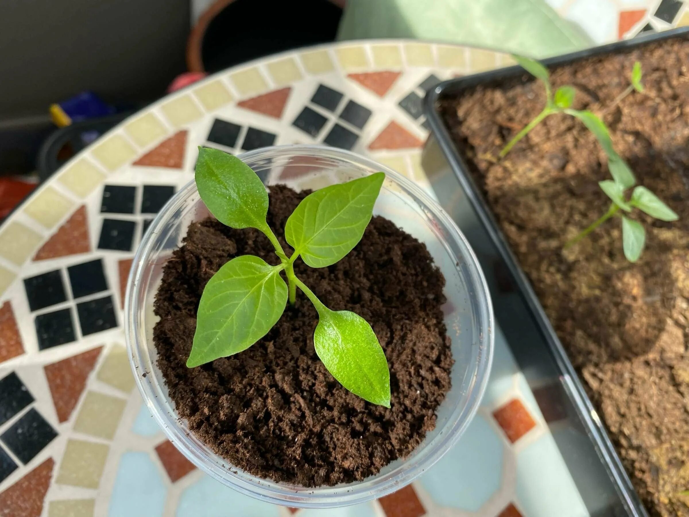 Выращивание перца из семян на рассаду. Посев перца. Посадка семян перца на рассаду. Рассада перца. Посев семян томатов.