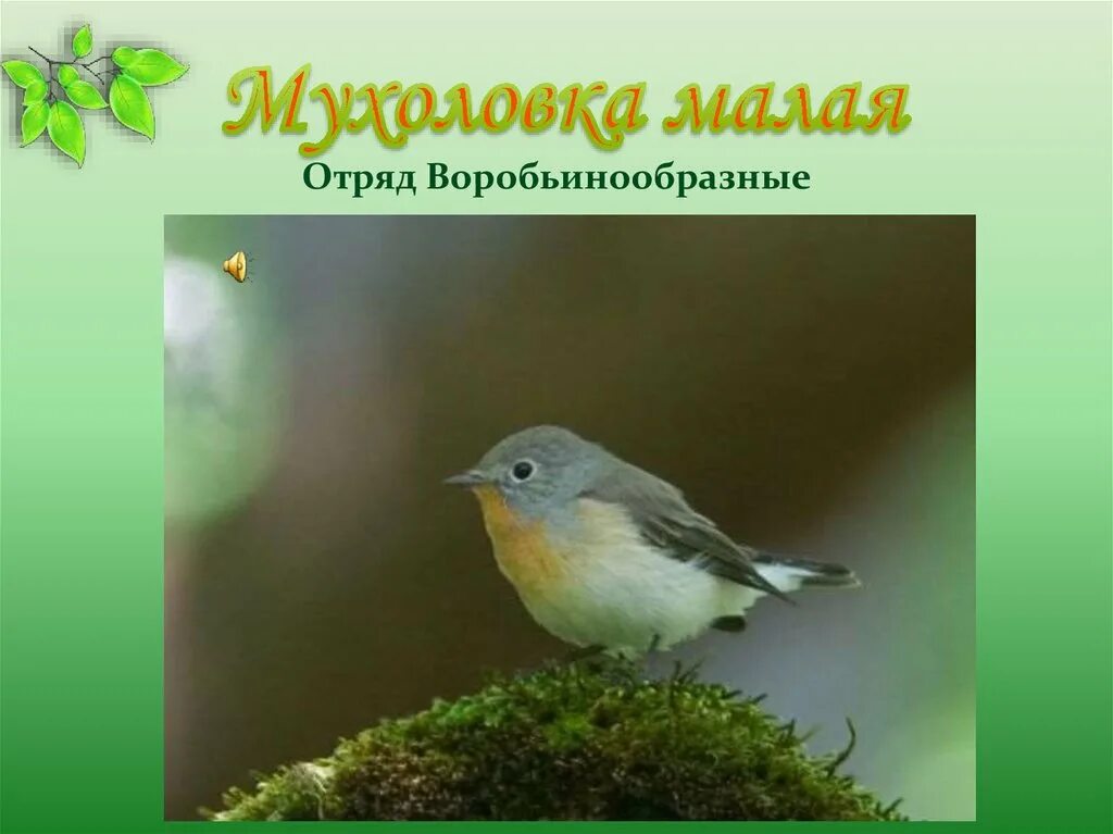 Установите последовательность отряд воробьинообразные. Отряд воробьинообразные мухоловка. представители отряда воробьинообразных. воробьинообразные презентация. представители воробьинообразных птиц отряда.