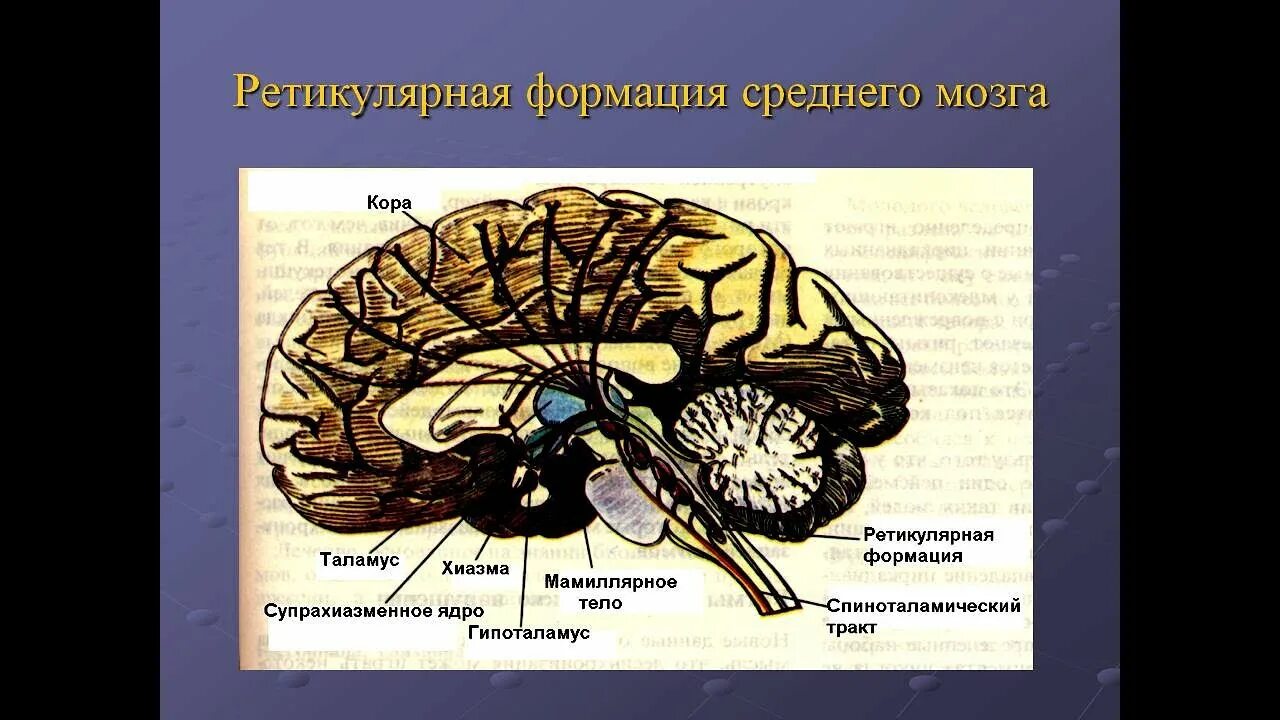 Ретикулярная формация головного мозга. Ретикулярная формация ствола головного мозга. Гипоталамус лимбическая система ретикулярная формация. Ретикулярная формация среднего мозга.