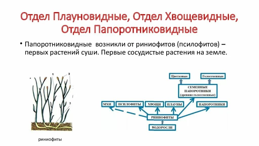 Отдел Плауновидные отдел Хвощевидные отдел. Отдел Папоротниковидные систематика. Отдел Плауновидные Хвощевидные и Папоротниковидные. Псилофиты отдел растений.