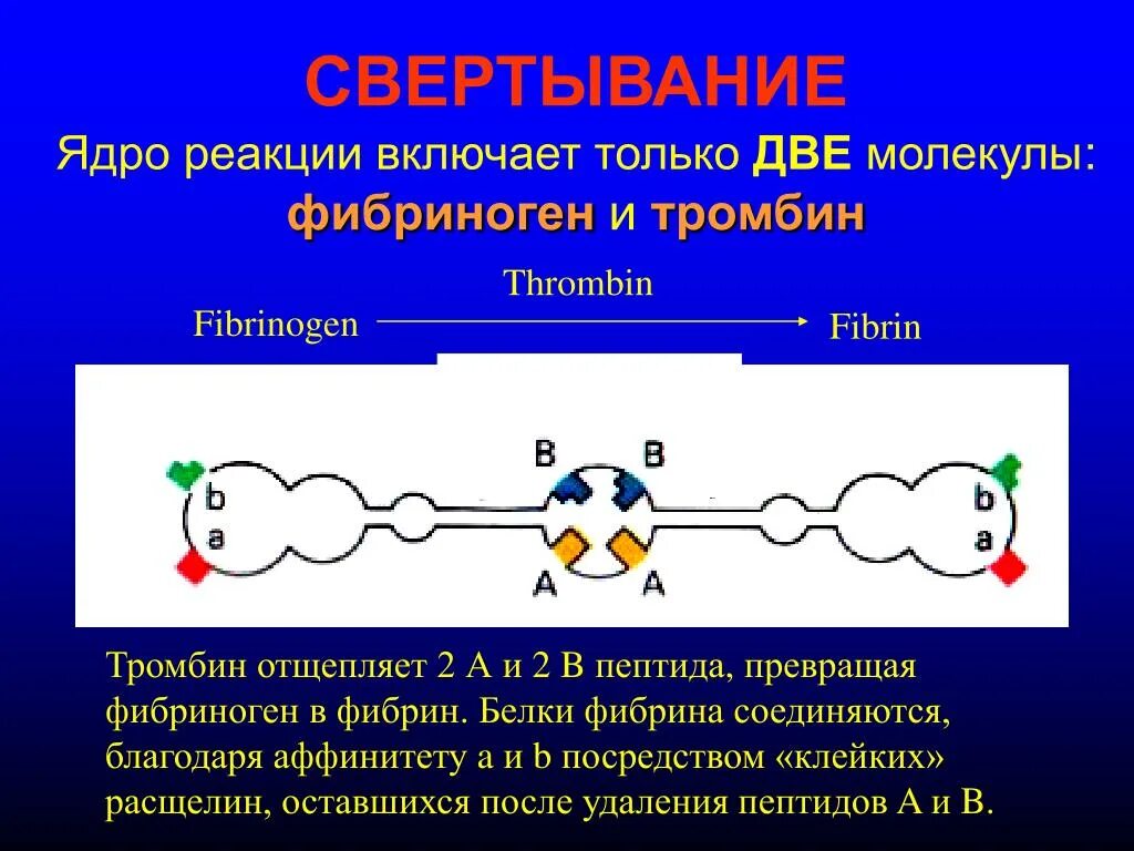 Тромбин фибриноген фибрин. Фибриноген молекула. Тромбин реакция. Тромбин молекула. Включи реакцию на видео