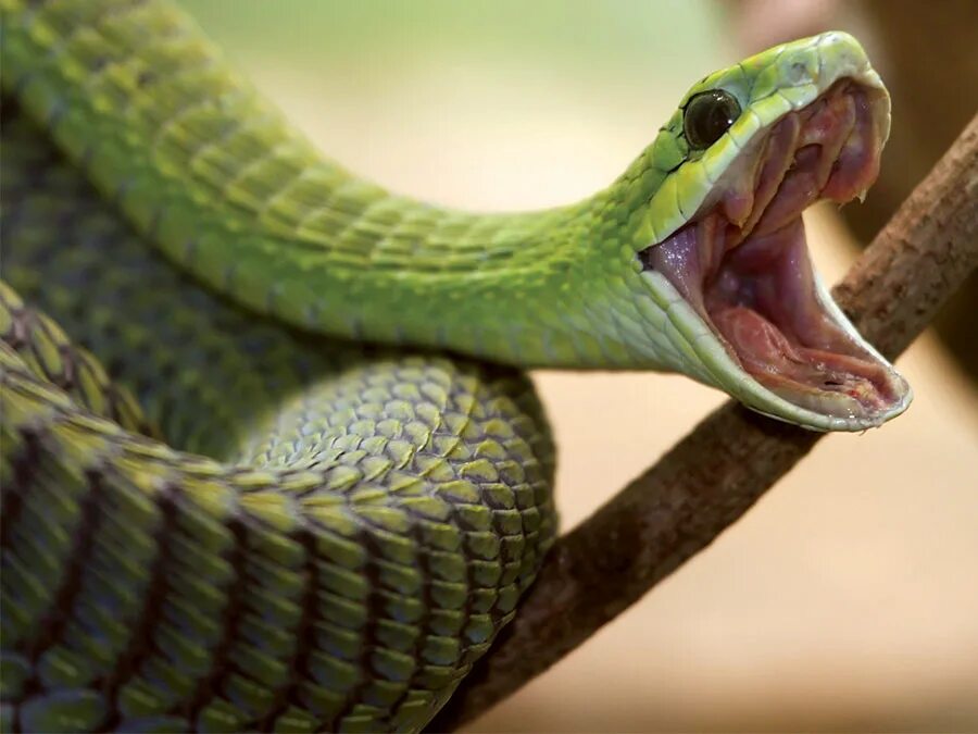 Змея 1 часть. Африканский бумсланг змея. Перуанский бумсланг. Бумсланг ядовитые змеи. Бумсланг ядовитая змея.