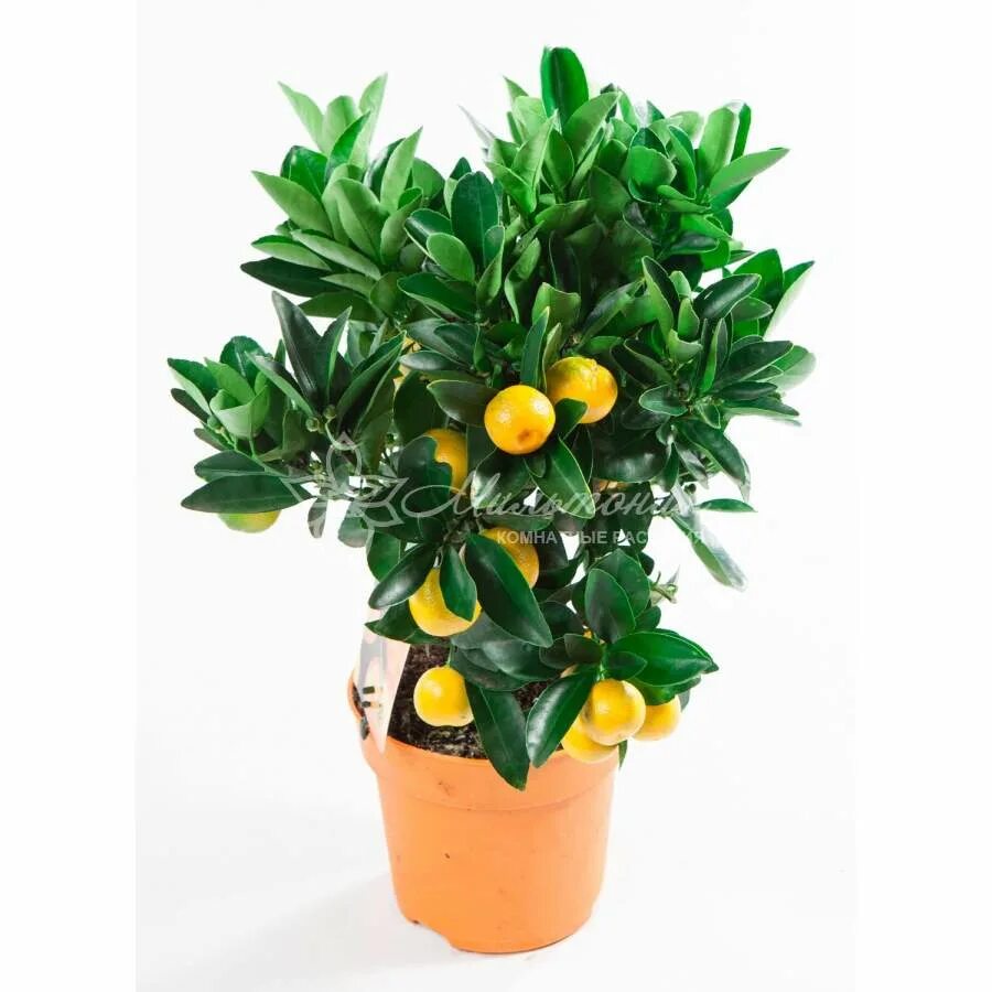 Декоративно плодовые растения. Декоративно плодовые растения. Мандарин уншиу citrus unshiu. Декоративно плодовые растения. Цитрофортунелла kumquat.