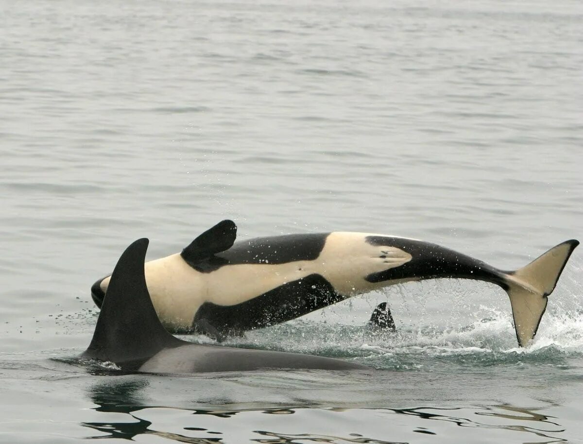 Касатки в баренцевом море. Шантарские острова касатки. Кит-касатка. Кит-касатка. Касатки на камчатке.