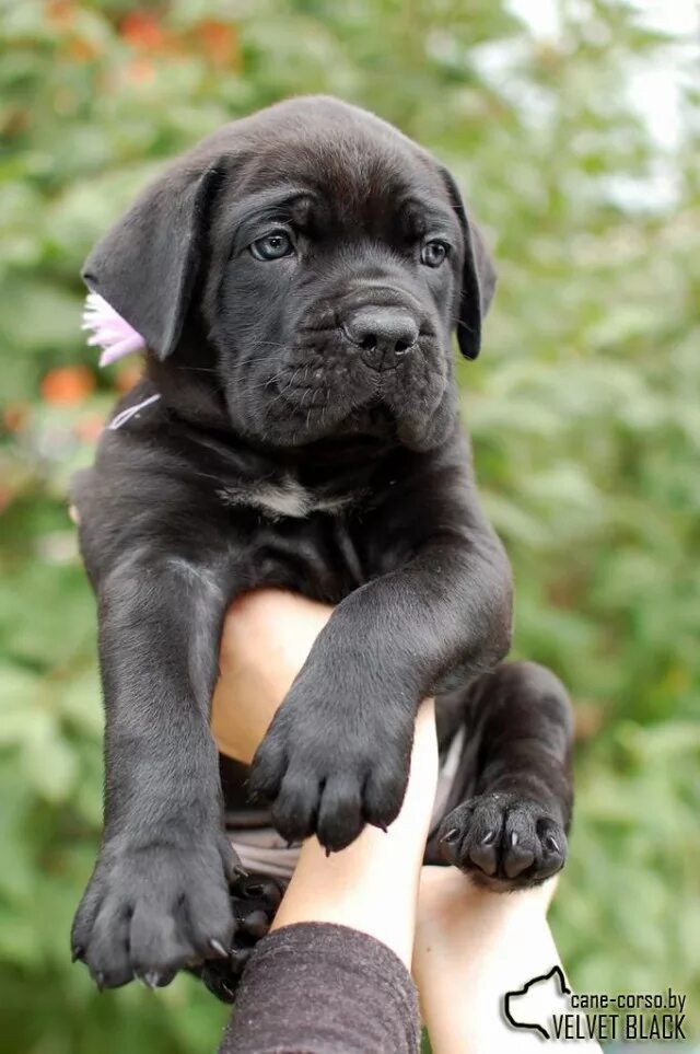 Cane Corso Puppies - YouTube