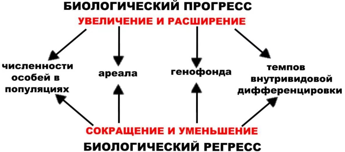 Выберите примеры биологического прогресса