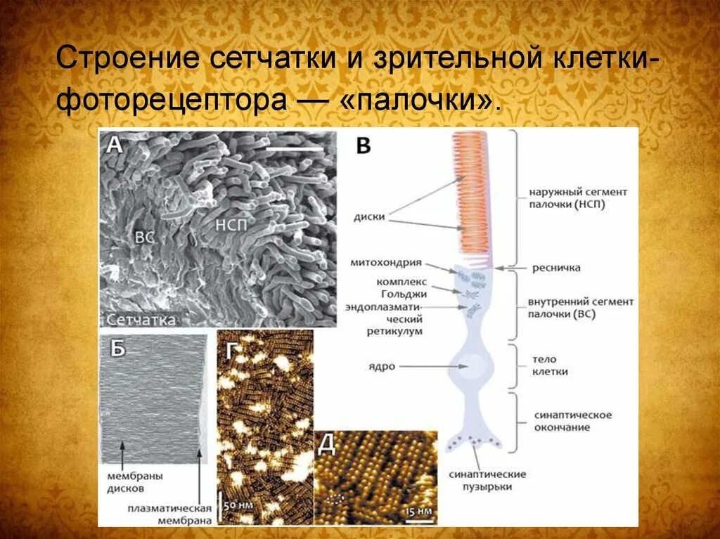 Строение сетчатки. Палочки сетчатки электронная микроскопия. Фоторецепторы электронная микроскопия. Палочки сетчатки строение электронка.