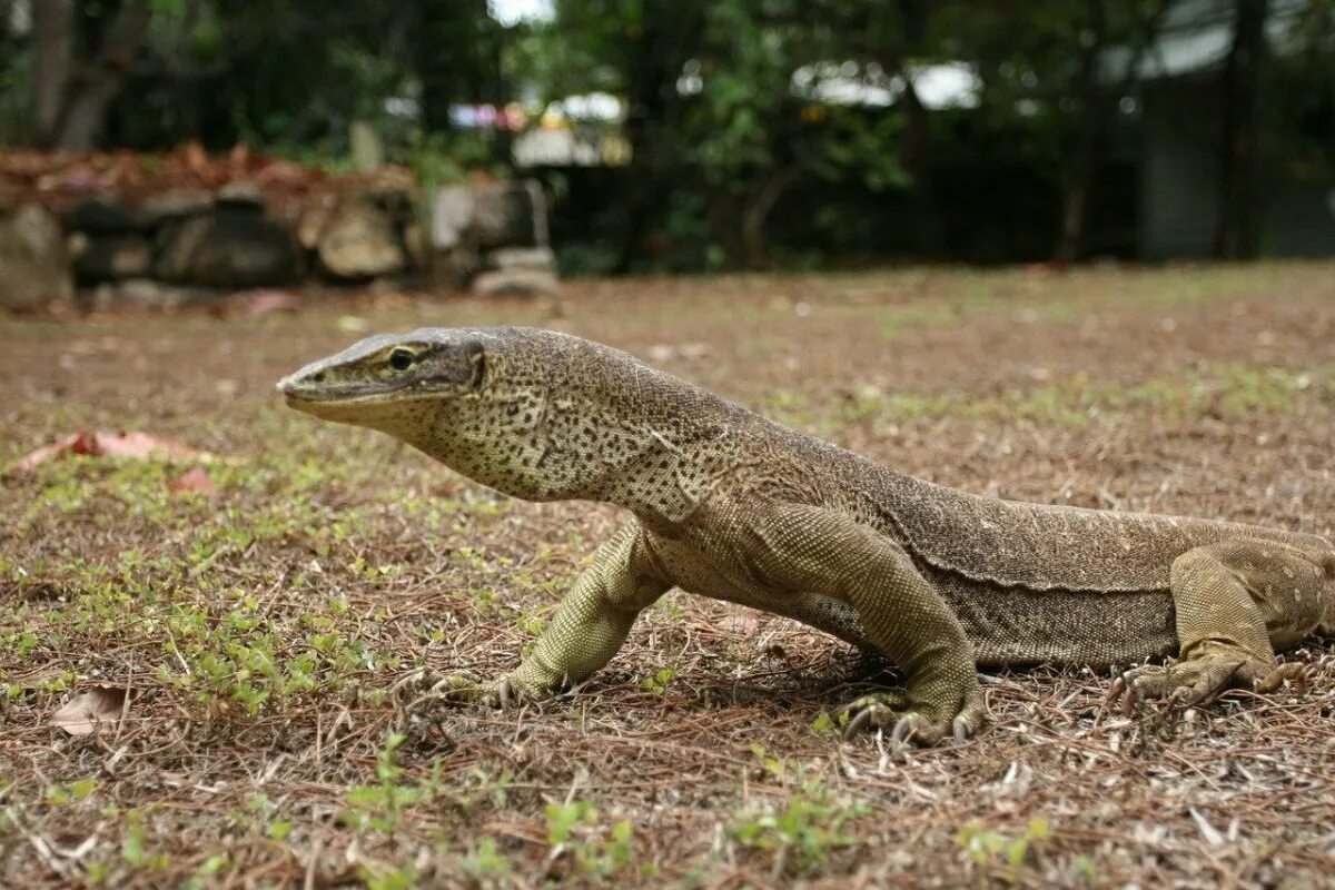 Вараны острова комодо. Большая ящерица название. Гигантский комодский варан. Варан дракон. Комодский варан вараны.