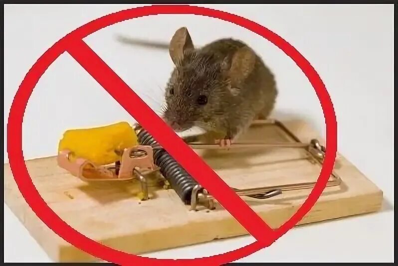 Можно ли крысам мяту. Можно ли крысам мяту. Можно ли мяту крысам домашним. Дамбо черный соболь. От грызунов цветок.