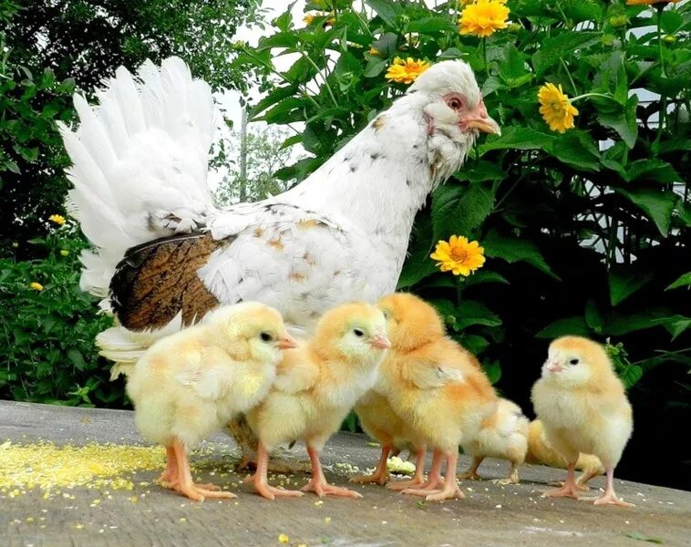 редбро куры. цыплята породы рябушка. коровья курица. курочканасетка с цыплятамим. какие цыплята были у куриц.