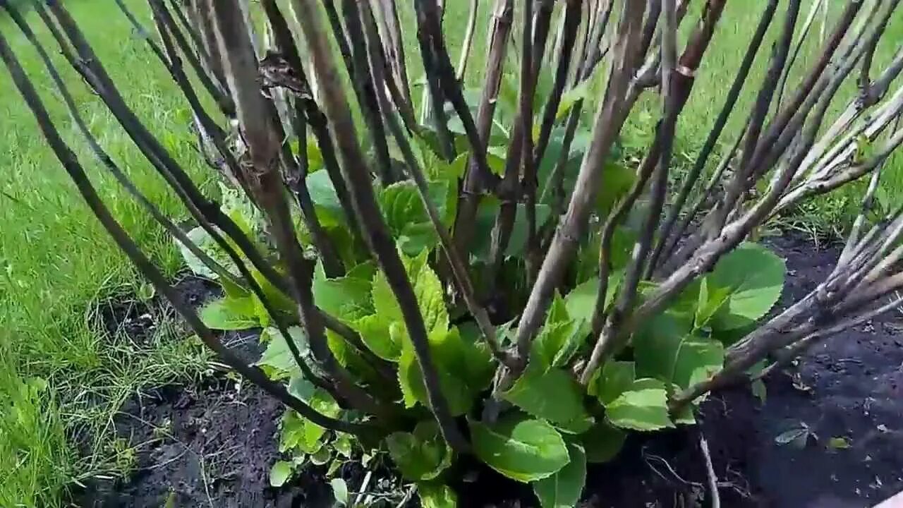 Как разбудить гортензию после зимы