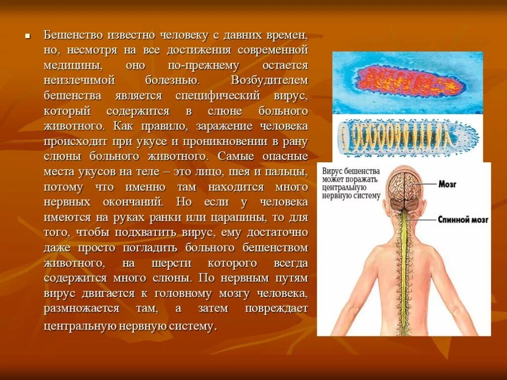 Вирус бешенства 5 класс биология. Вирус бешенства презентация. Структура вируса бешенства. Схема строения вируса бешенства.